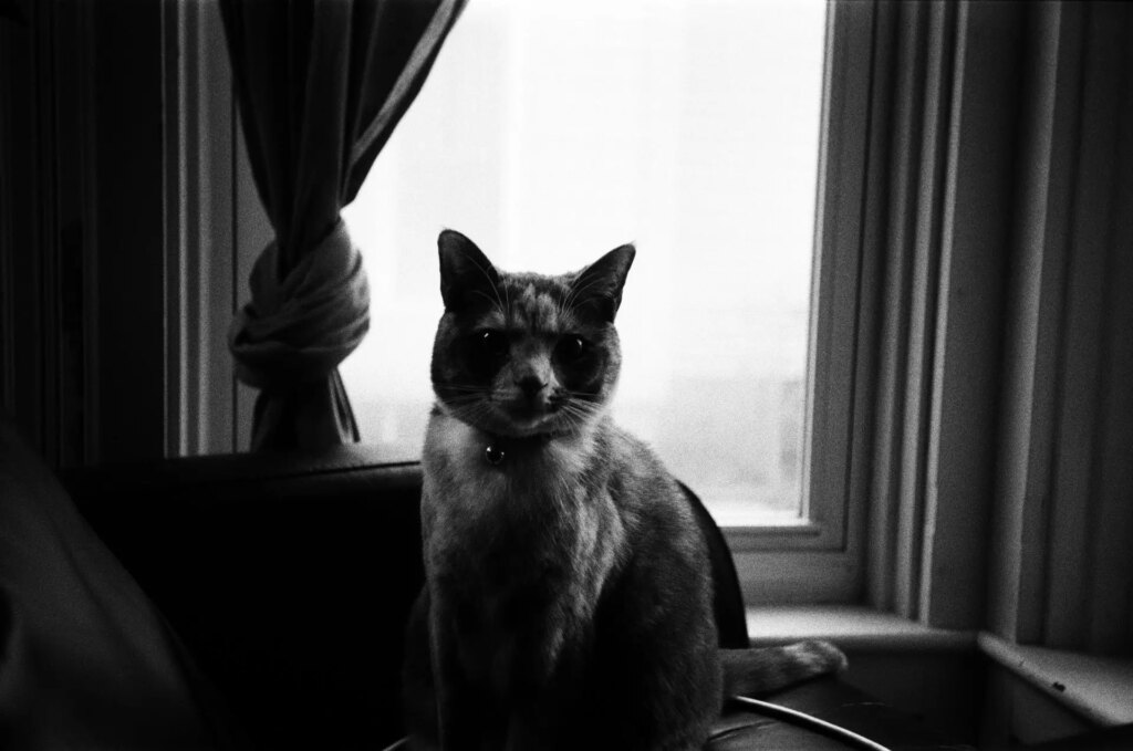 A calico cat sitting infront of a window