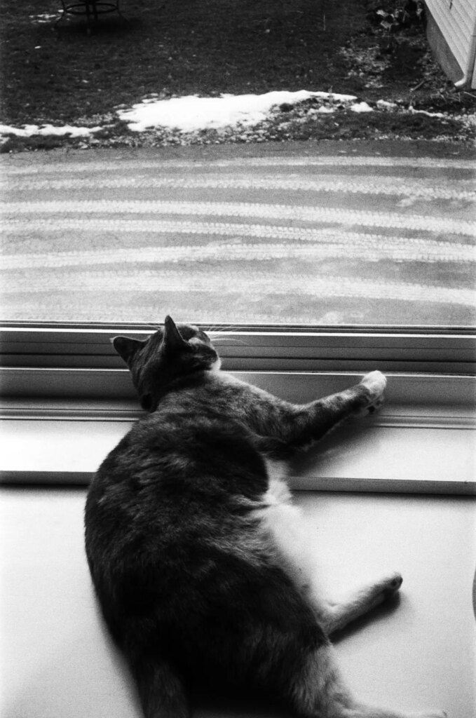 A calico cat laying in a window sill