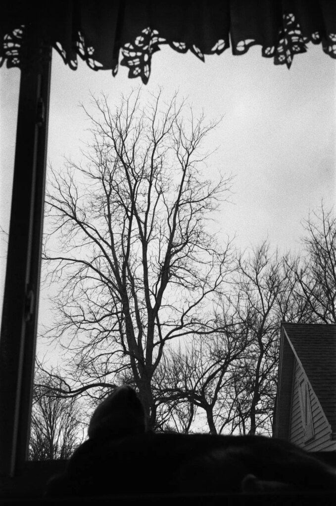 A calico cat looking up at a bird in a tree