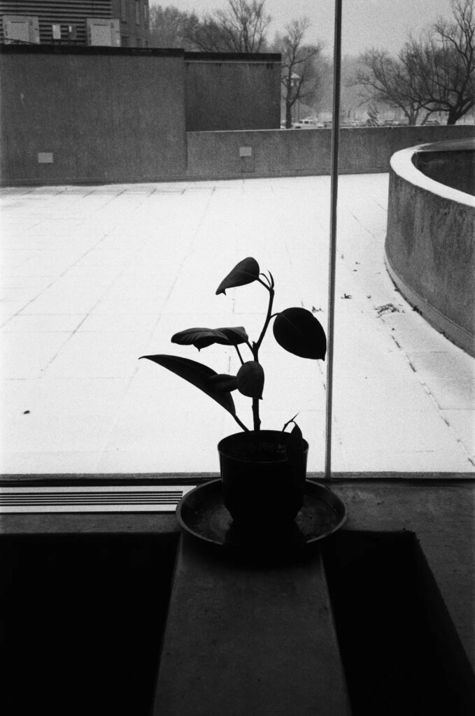 The silhouette of a plant in a window with snow outside
