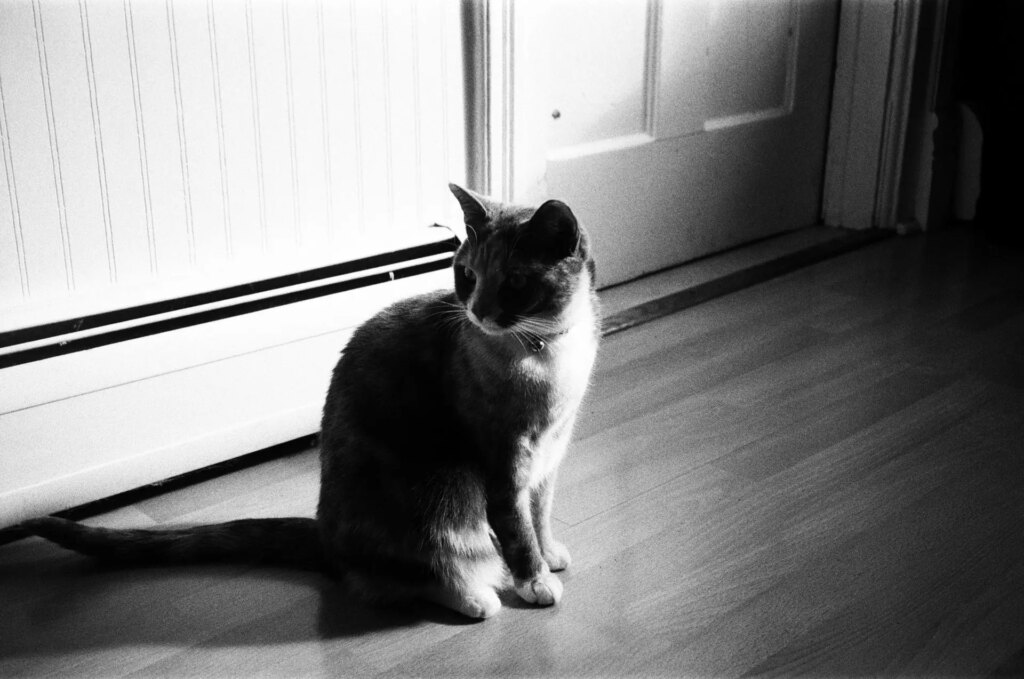 A calico cat sits on the floor looking out of frame