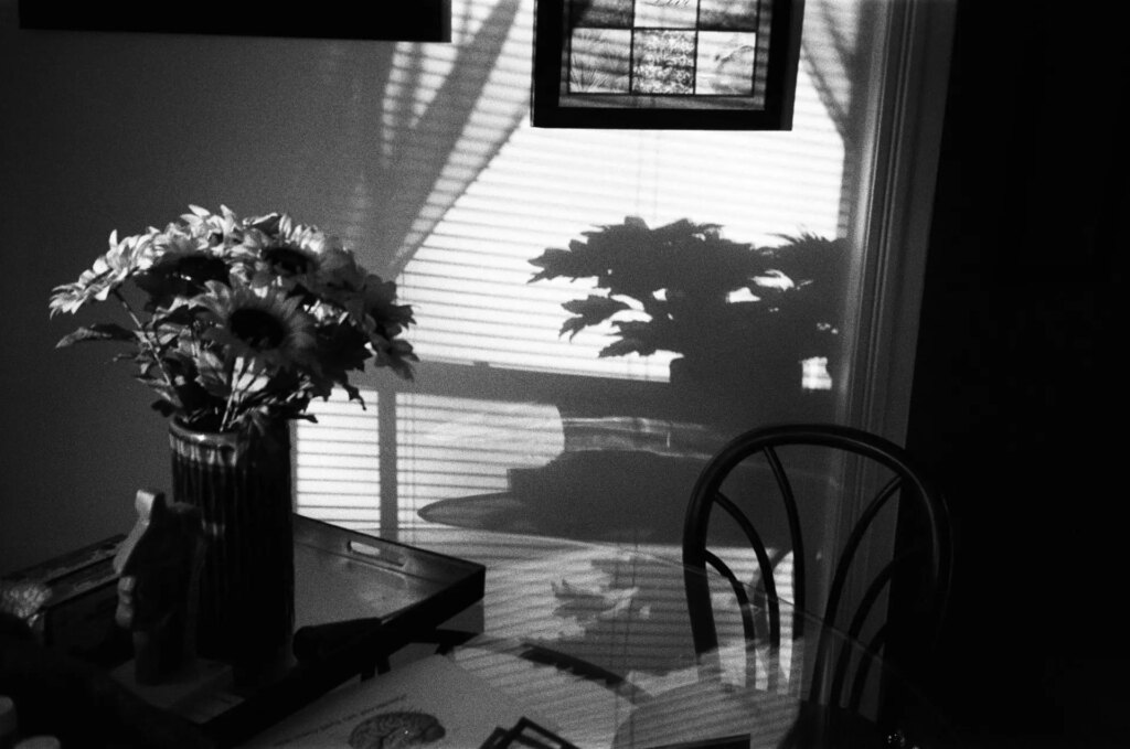 A vase of sunflowers and their shadow cast on a wall