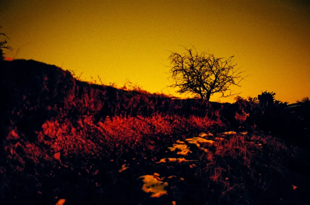 Pathway to a Lone Tree.