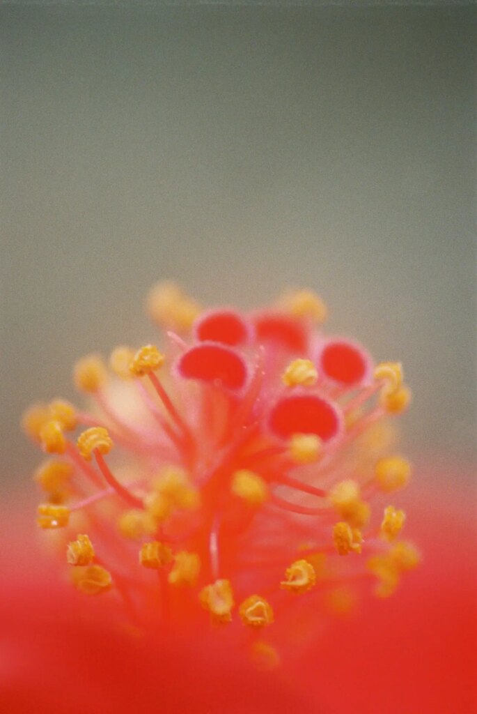 Centre of Hibiscus flower 