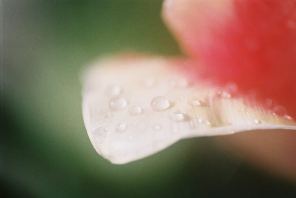 Raindrops on a petal 