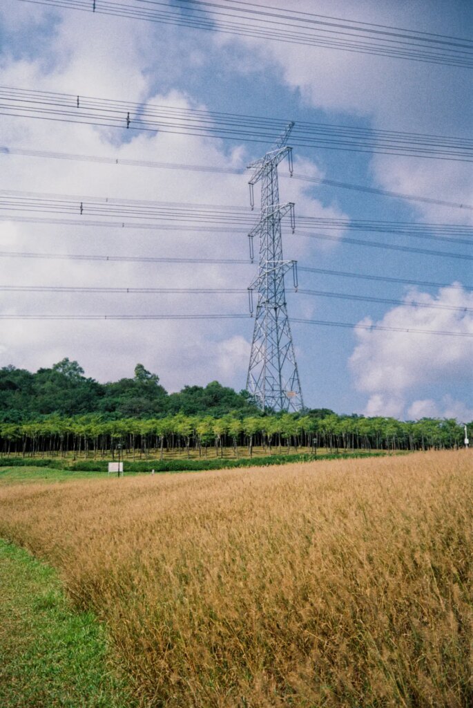 Landscape photo of Golden fields and power lines