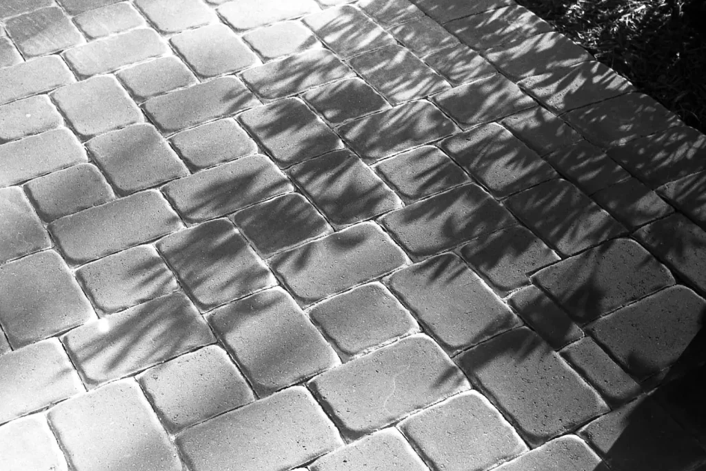 shadow of a plant