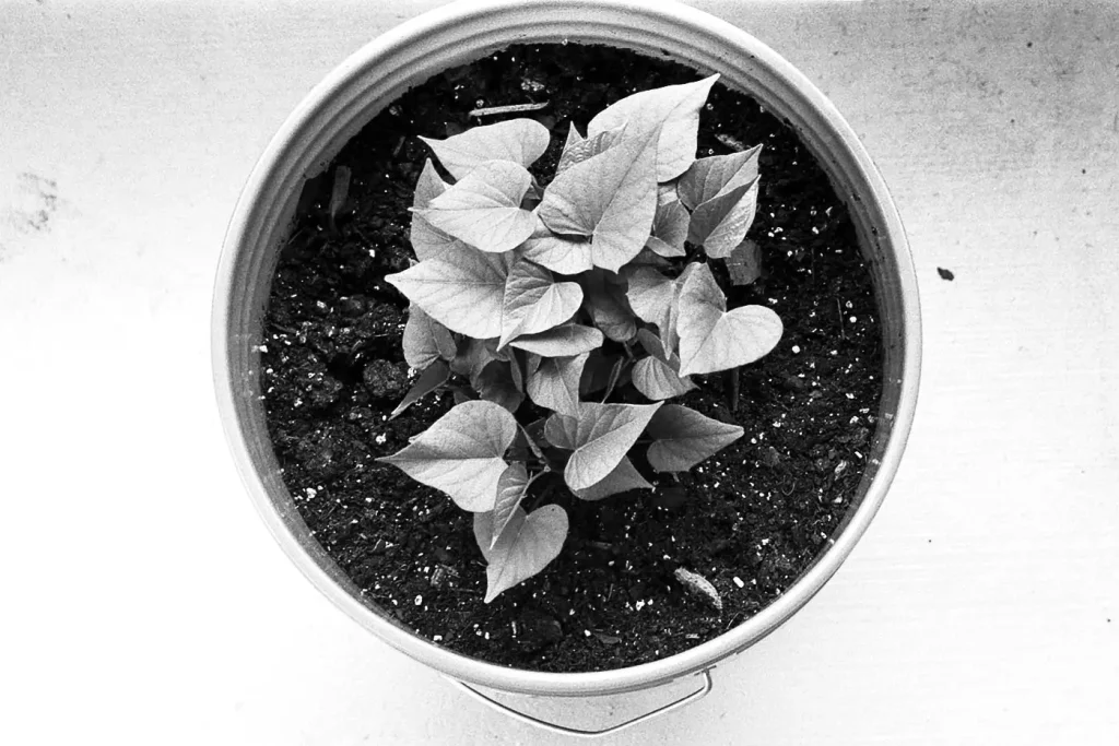 Potato plant