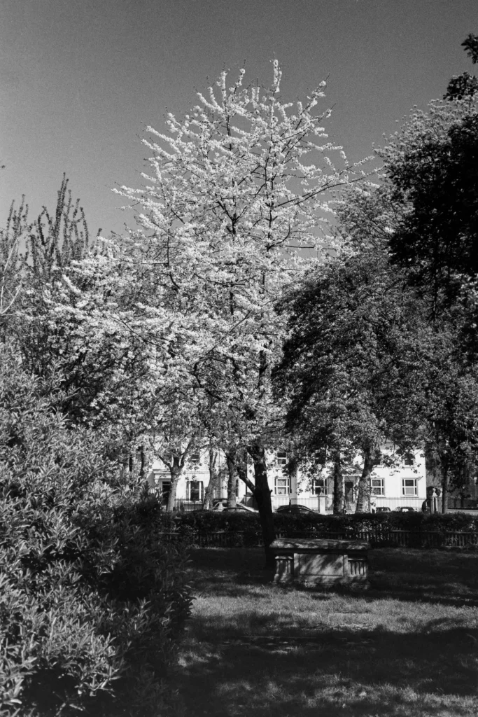 Black and white photograph of tree in blossom above a single tombstone, with London street in the rear-ground