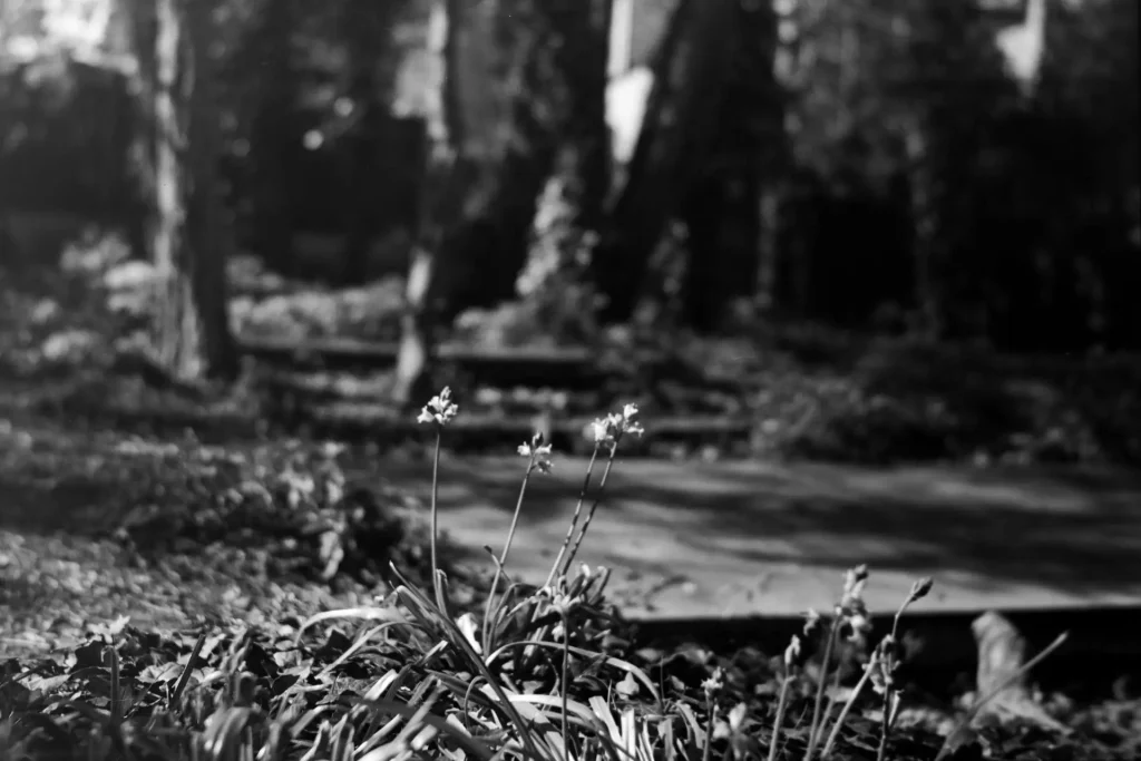 Black and white photograph of a churchyard, with gravestones in the rear and a clump of bluebells (slightly out of focus) in the foreground