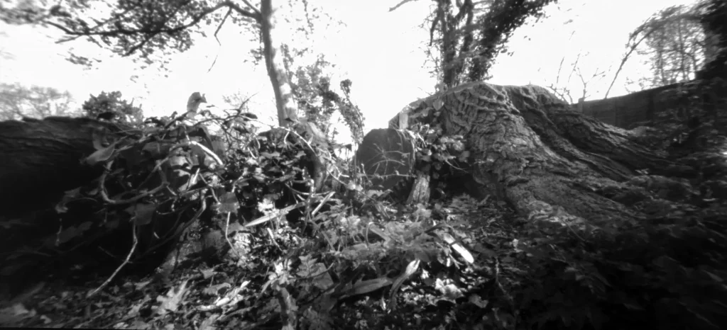 Black and white photograph of natural growth around a tree stump, pinhole camera image with strong contract