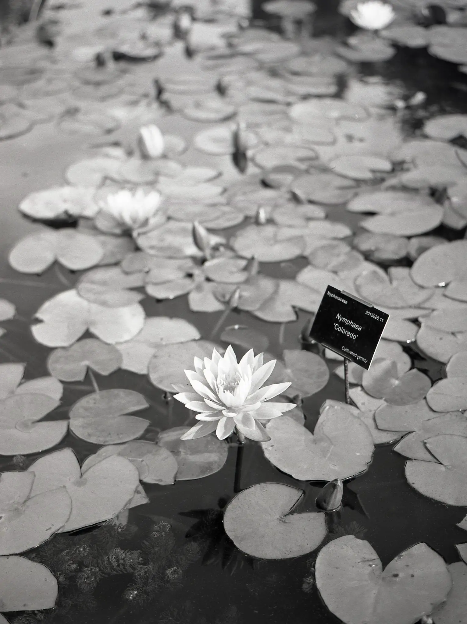 Flowers on Fujifilm Acros 100