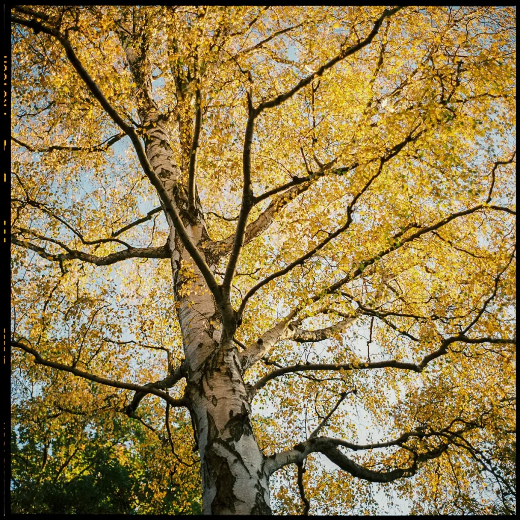 A large birch tree, photographed at the city park Hannover