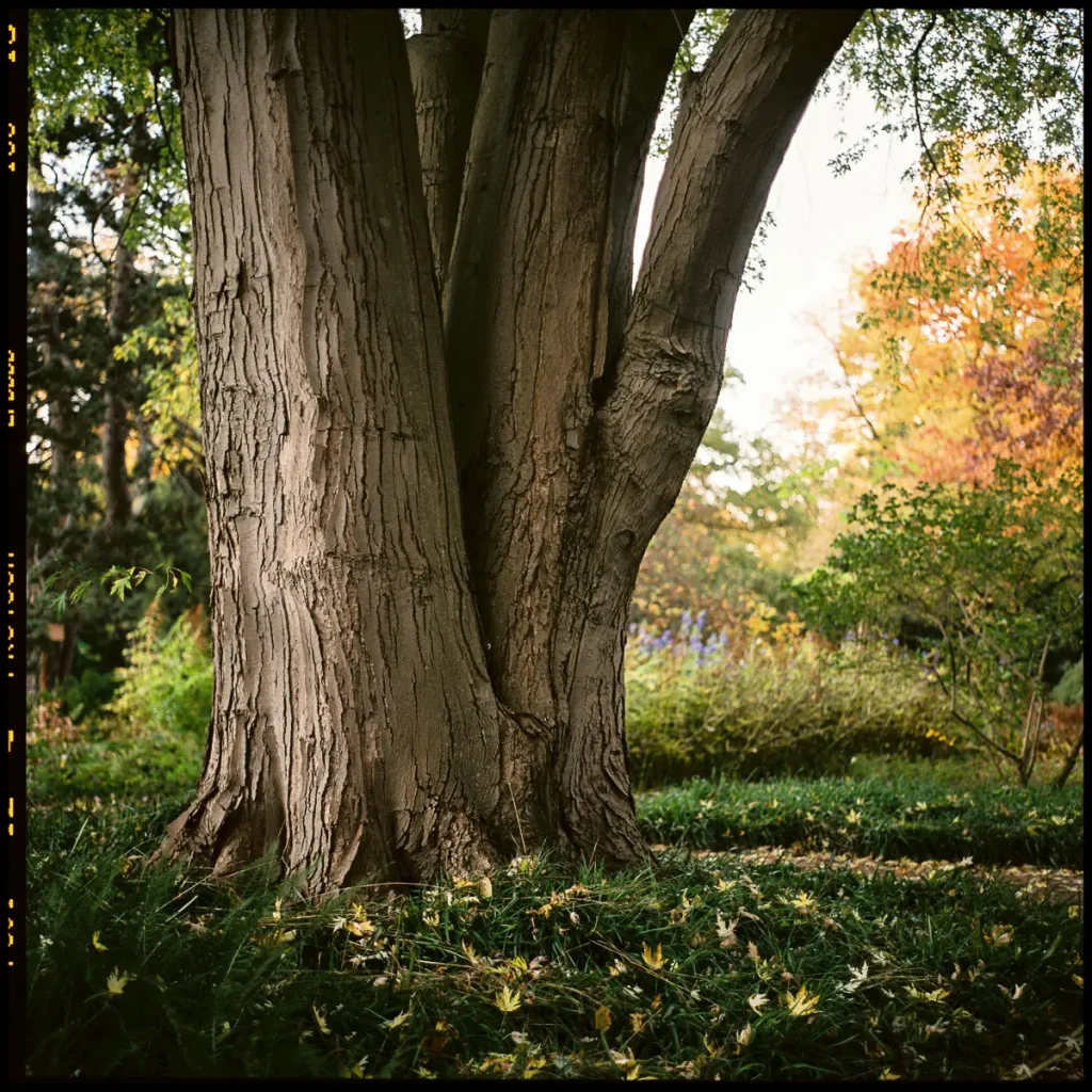 the bottom of a tree trunk on a green lawn