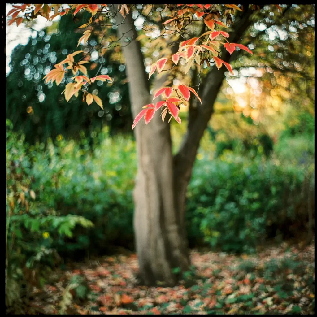 a small tree with colorful red leaves in front of a dark green shrubbery