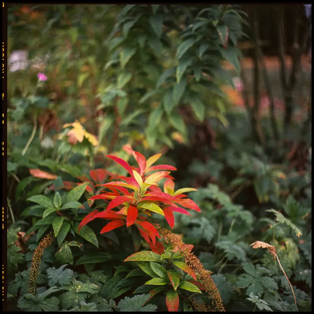 a plant with a few intense red leaves