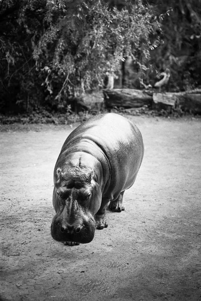 Hippopotamus photographed at the Hannover Zoo.