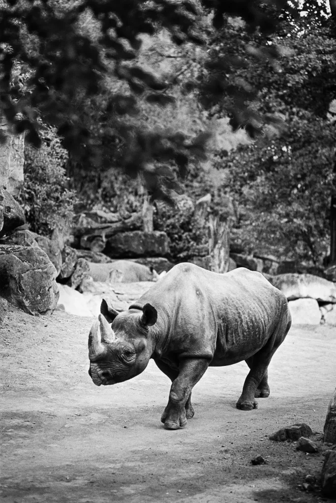 Rhinoceros photographed at the Hannover Zoo.