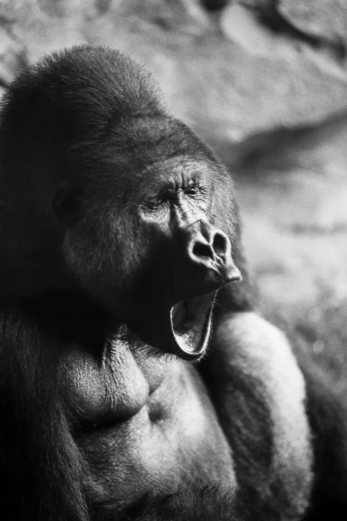 Yawing gorilla captured on black-and-white film.