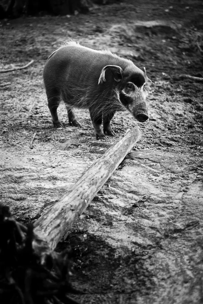 Red river hog at the Hannover Zoo.