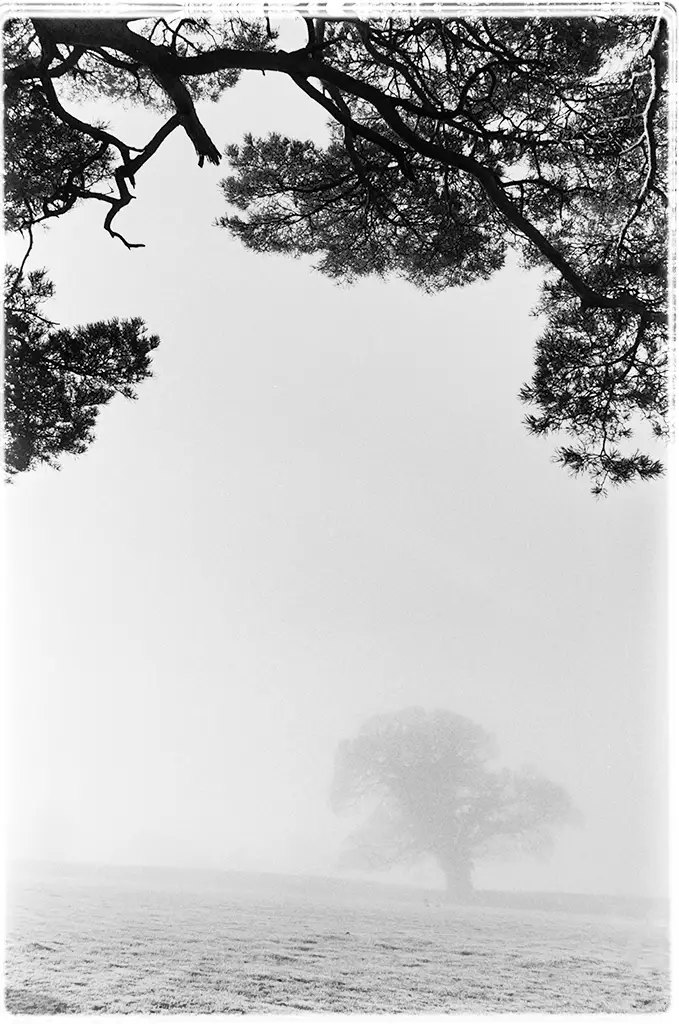 Oak in the mist