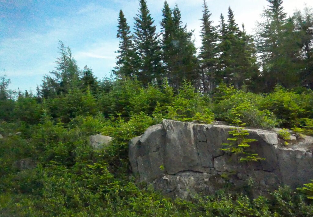 Scene of trees and rocky outcroppings