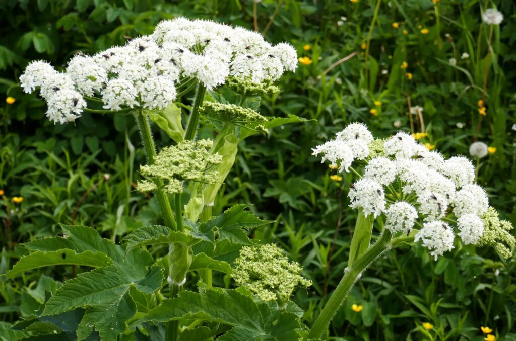 Giant Hogweed plant