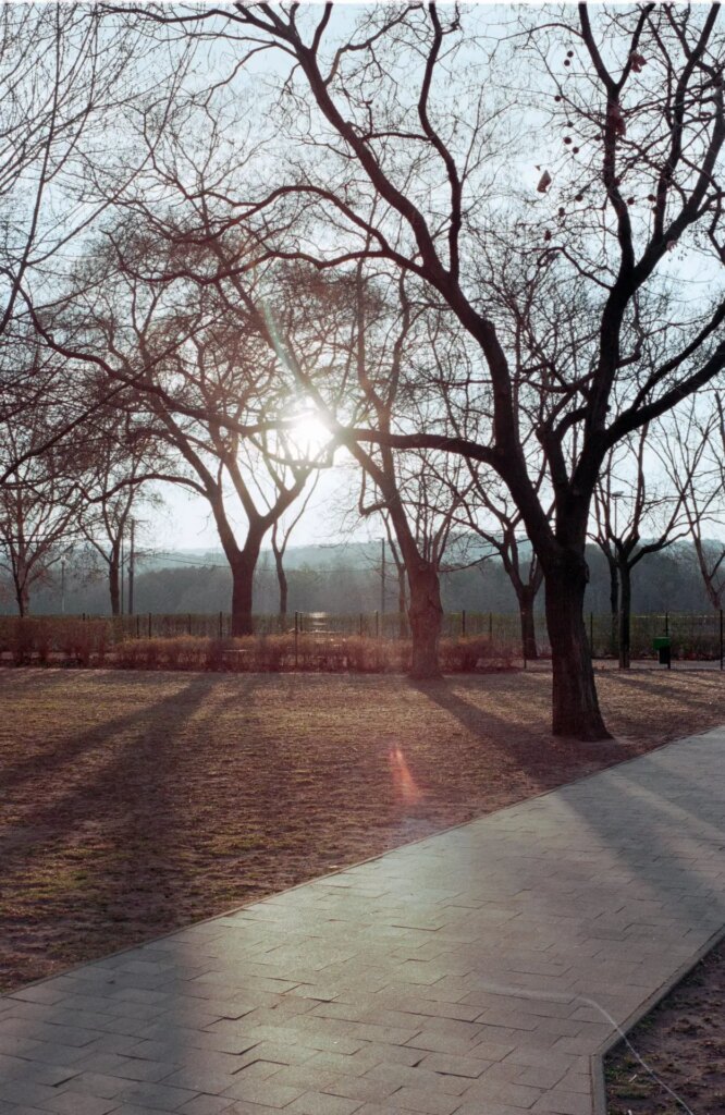 sun seen through the trees