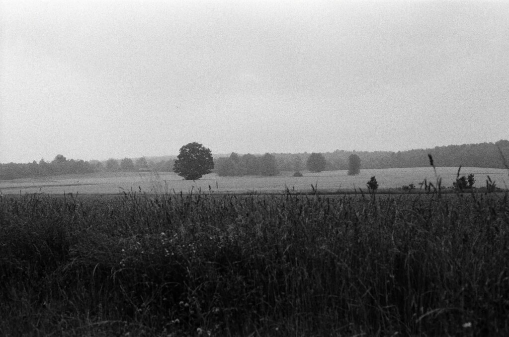 A distant tree in a smokey field