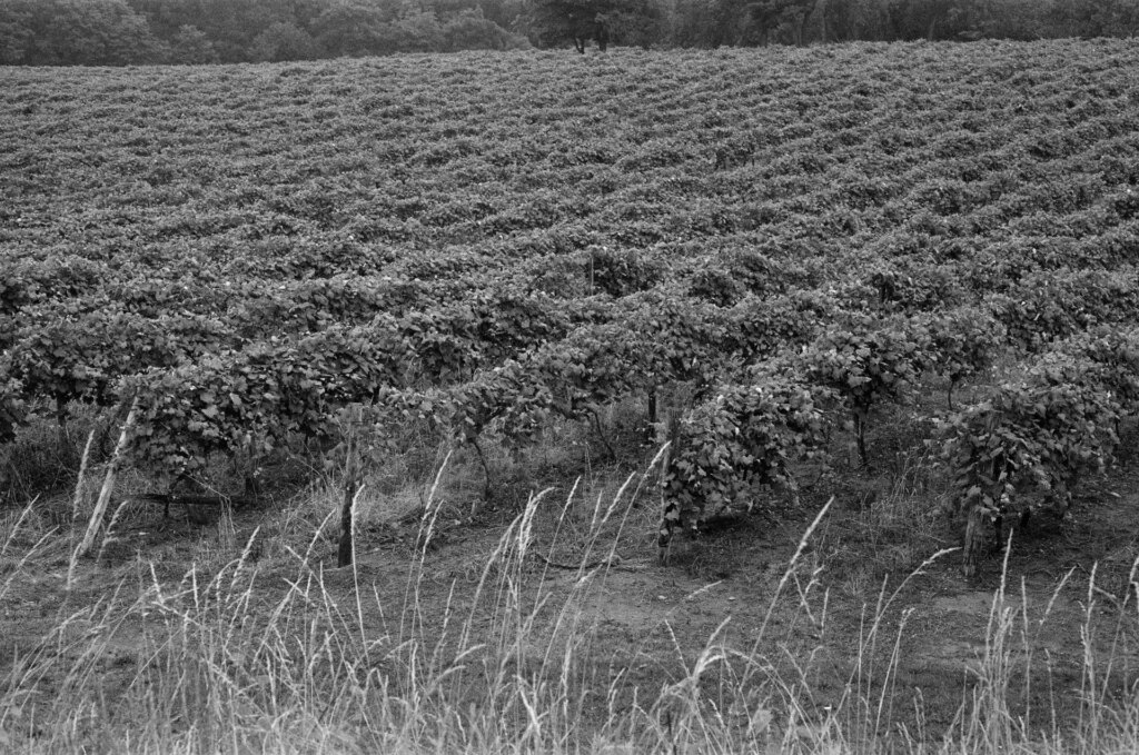 The vineyard just off of Route 73 North