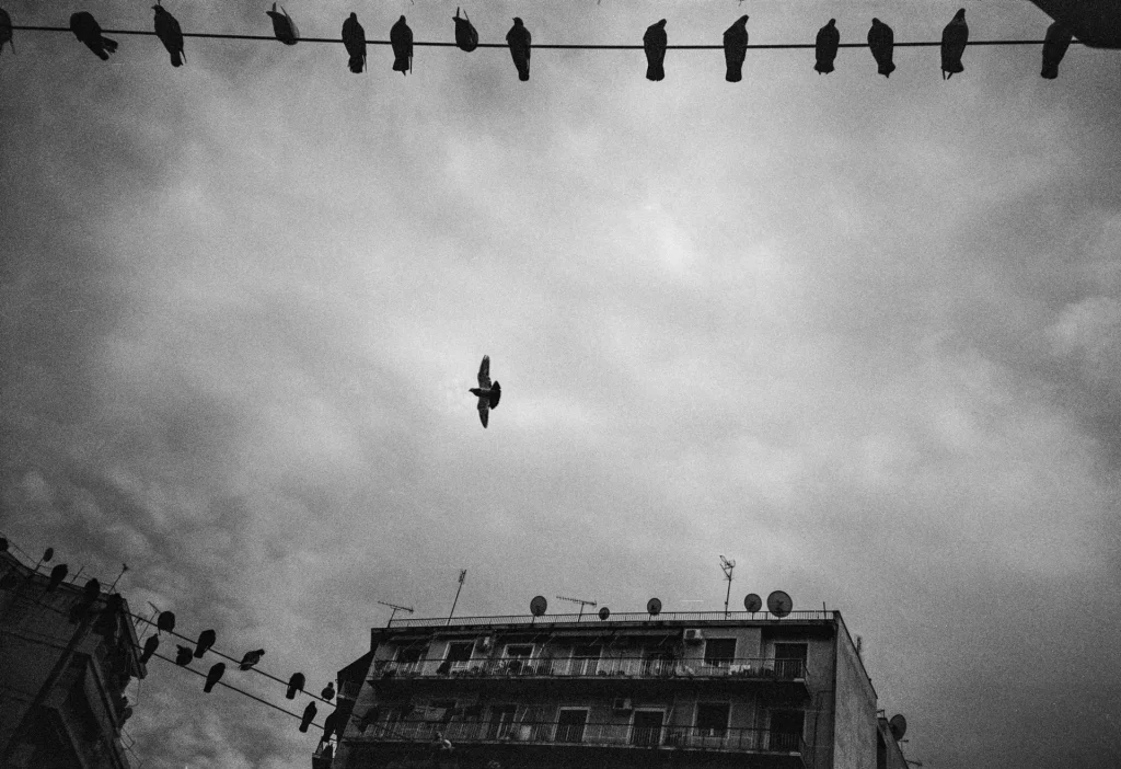 Pigeon in flight - Lomo Lc-a