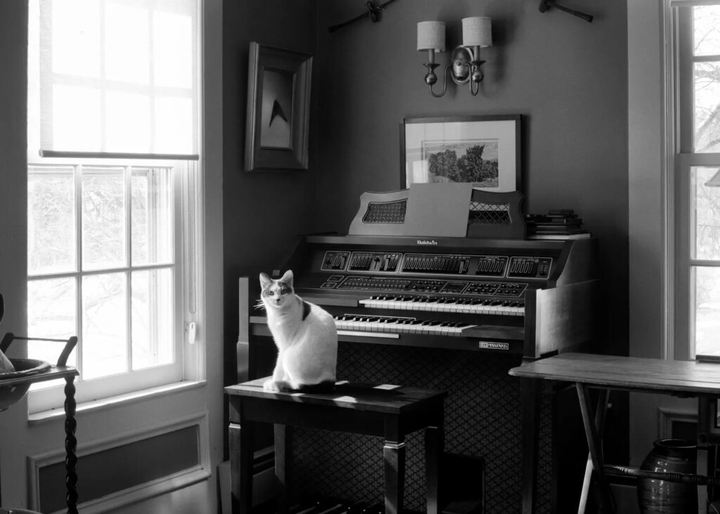 Cat sitting indoors next to a piano