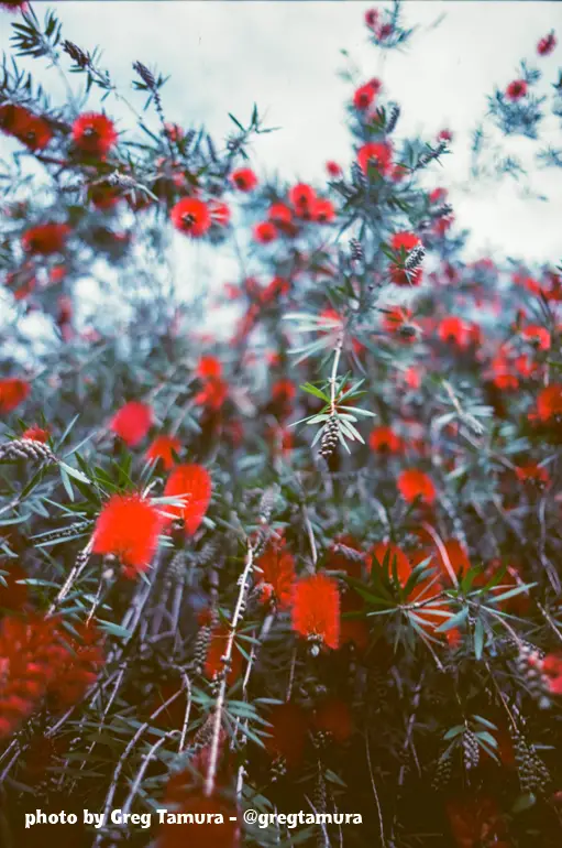 flowers blooming from a bushy plant shot on sun color film