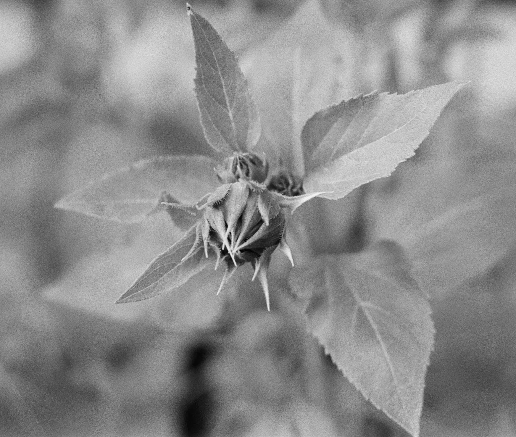 Sunflower Bud