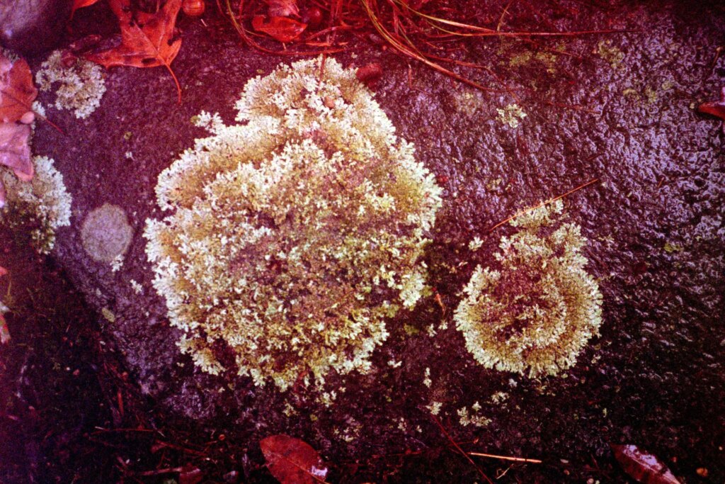 Close-up of old lichen on a wet stone