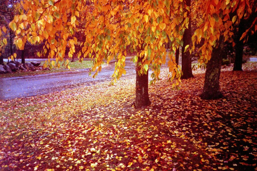 Yellow leaves on tree and ground