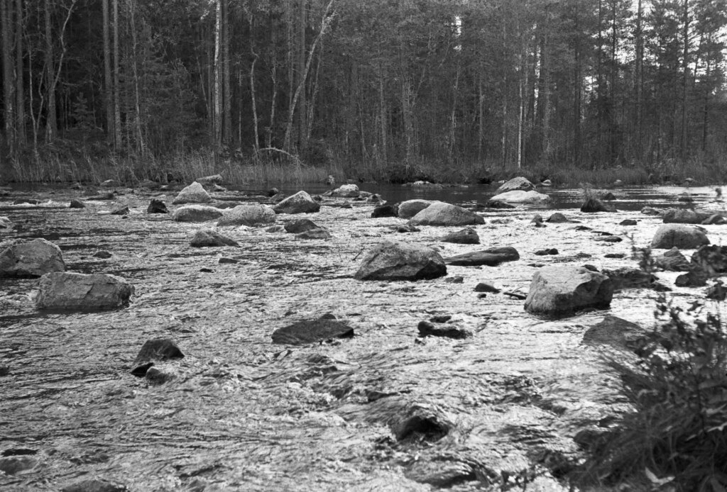 A stream in the forest