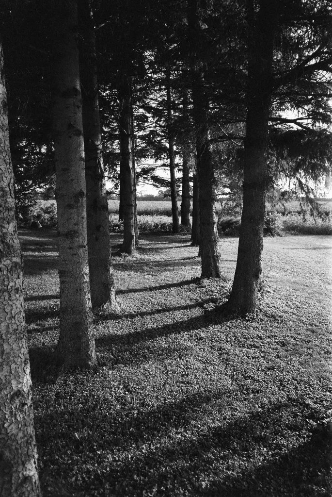 A Stand of Pines - TMax 400