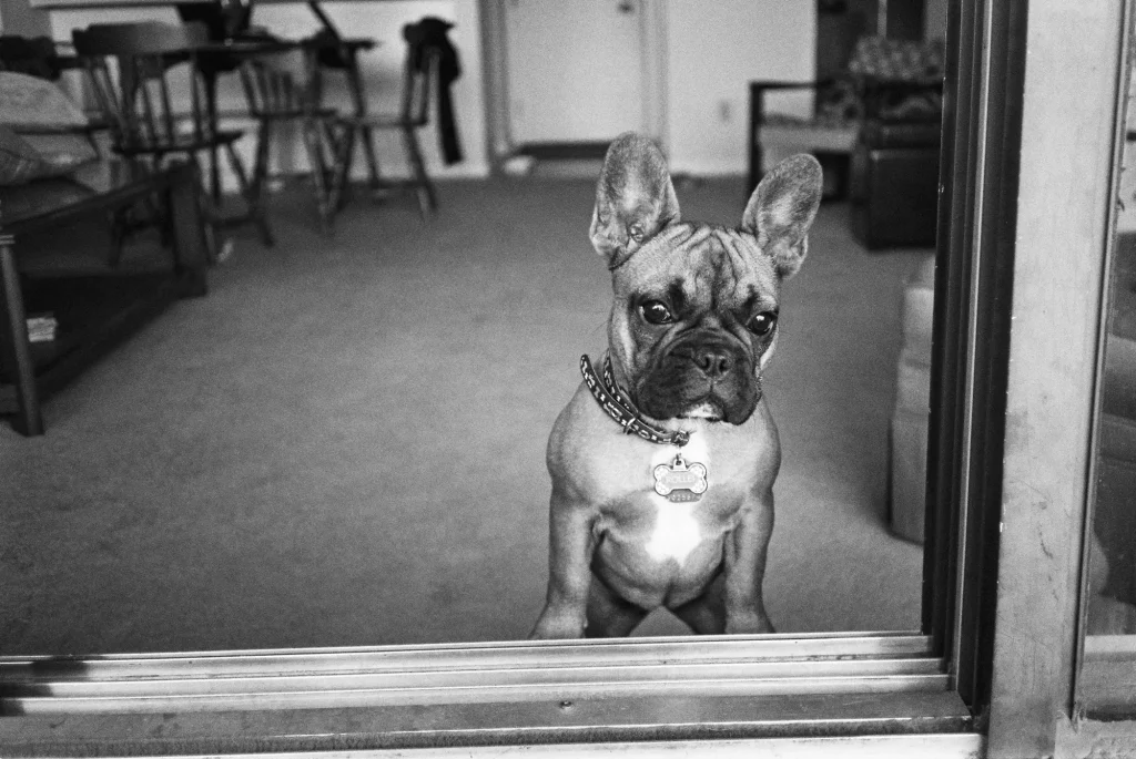 Rollei Looking Tough - TMax 400, Yes we named our French Bulldog Rollei and we have a Jack Russell named Leica.