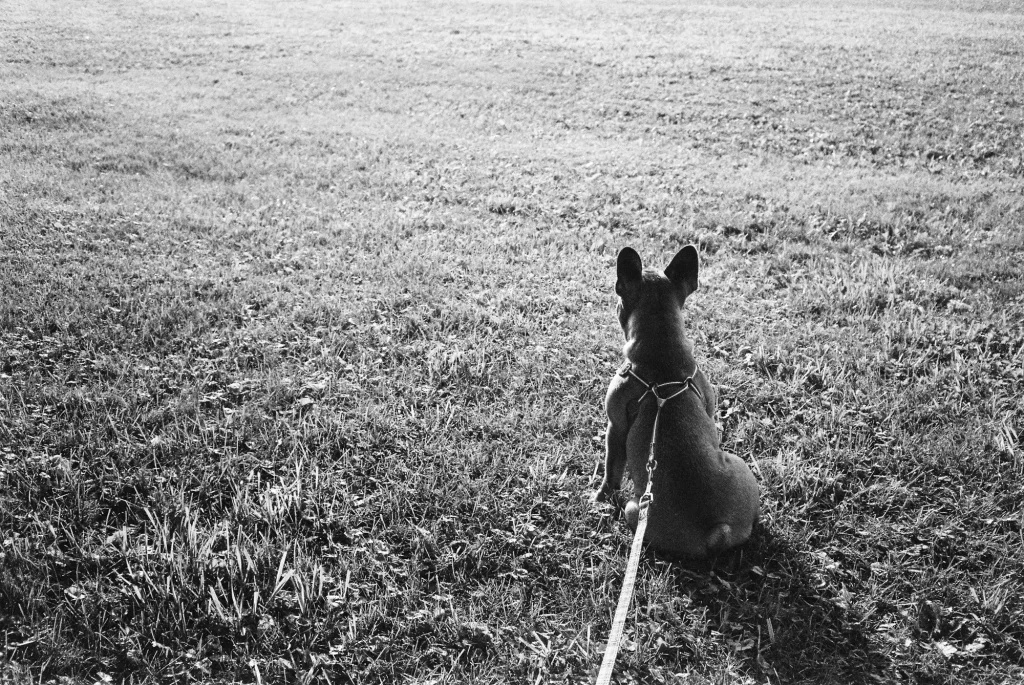 So Long Sunshine - TMax 400