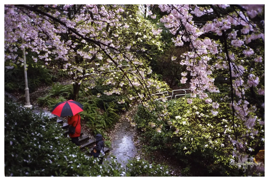 Cherry Blossoms