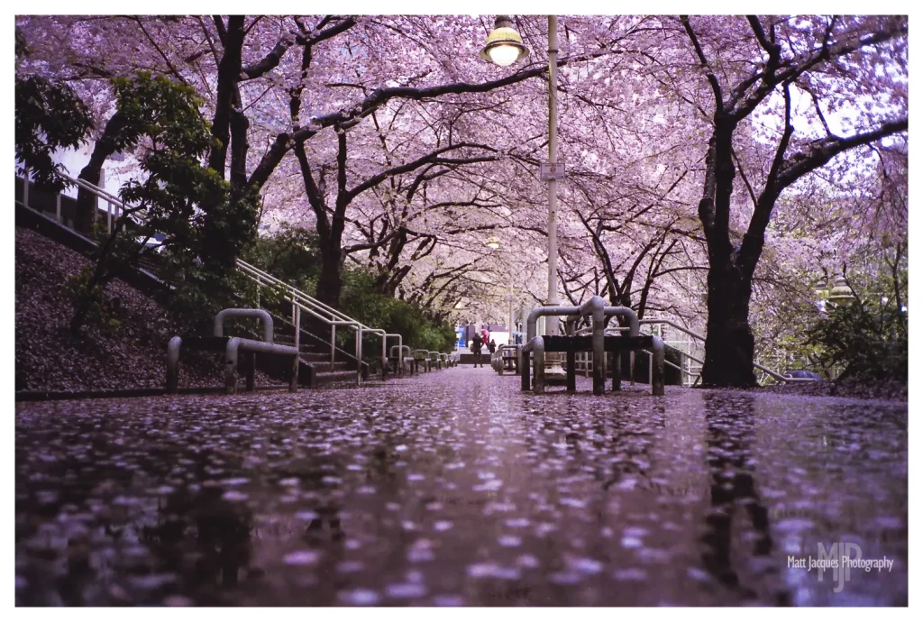 Cherry Blossoms