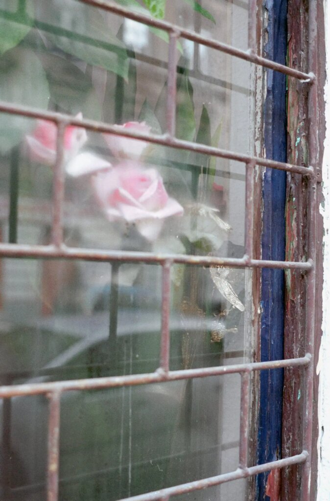 rose behind glass