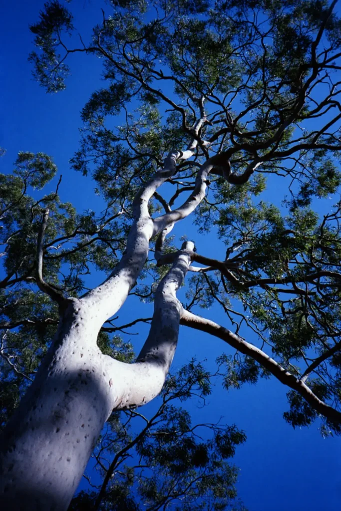 Up a gum tree II 1500px