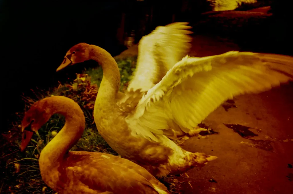 Cygnet in a Flap.