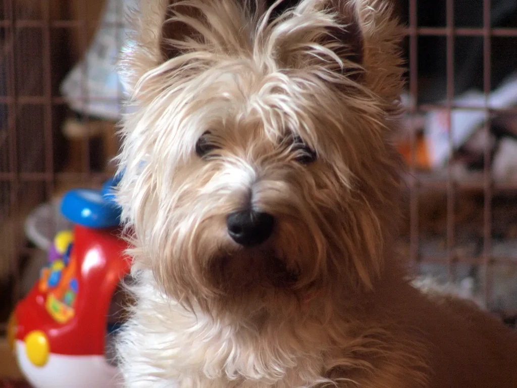 Highland Terrier pet dog
