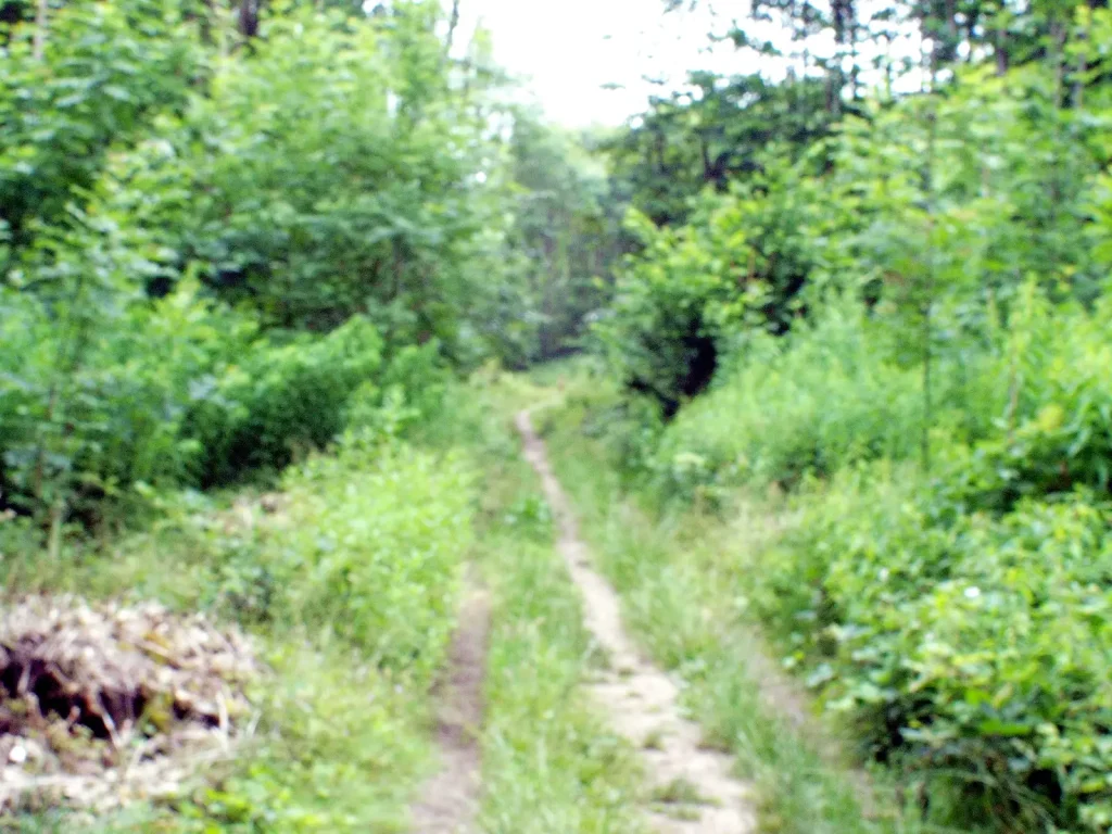 blurred image of woodland