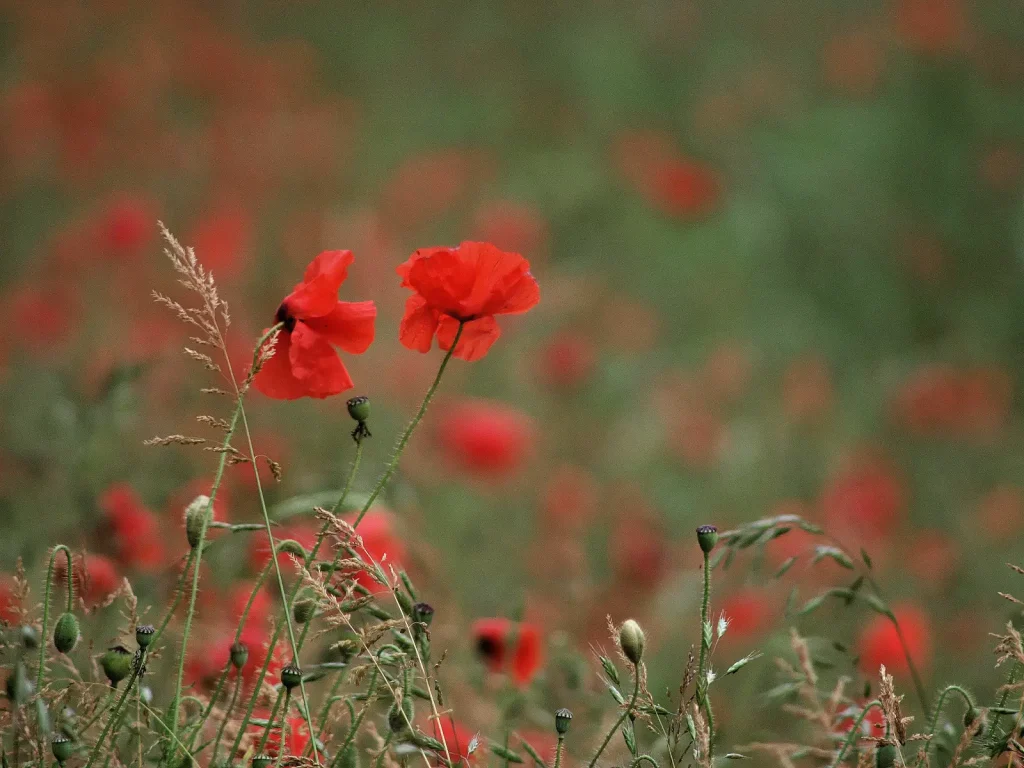 poppy field