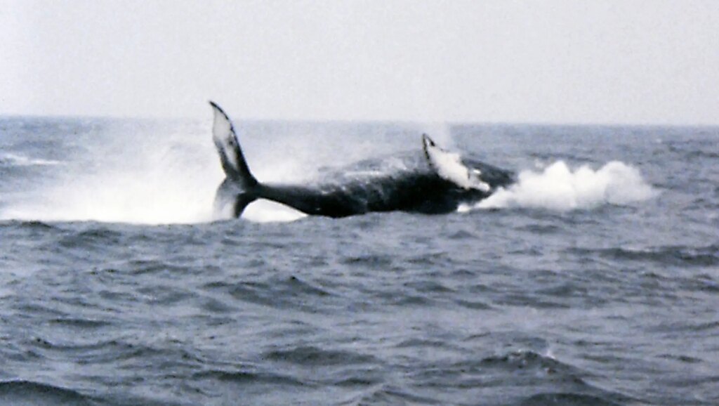 Whale entering water