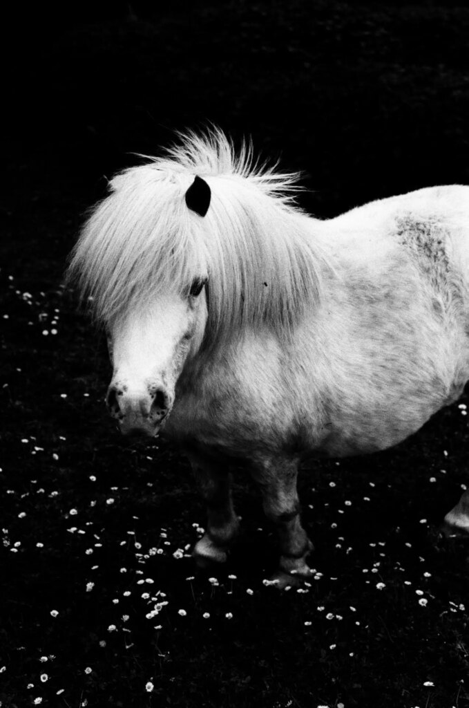 Sample image of WonderPan 400 of a small pony in the grass